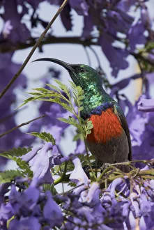 Cinnyris Prints: Southern double-collared sunbird (Cinnyris chalybeus) feeding in Jacaranda tree