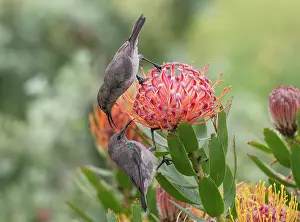 Proteanae Prints: Two Southern double-collared sunbird (Cinnyris chalybeus) juveniles