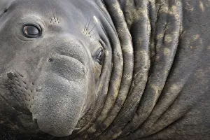Southern Elephant Seal bull (Mirounga leonina) close up portrait, King Haakon Bay, South Georgia