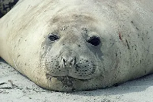 Seals Prints: Southern elephant seal head portrait {Mirounga leonina} Falkland Is