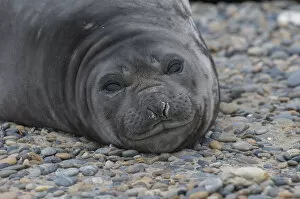 Images Dated 26th October 2012: Southern elephant seal (Mirounga leonina) Caleta Valdes, Valdes Peninsula, Chubut