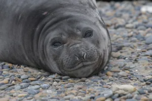 Images Dated 26th October 2012: Southern elephant seal (Mirounga leonina) Caleta Valdes, Valdes Peninsula, Chubut