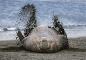 Southern elephant seal (Mirounga leonina), male flicking sand over body on beach