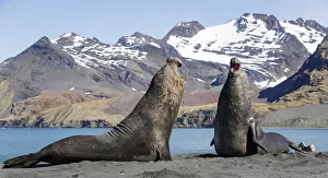 Southern elephant seal (Mirounga leonina), two males threatening one another, about to fight
