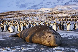 Aptenodytes Patagonicus Gallery: Southern elephant seal (Mirounga leonina), male at sunrise with King penguin (Aptenodytes