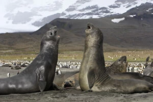 Aptenodytes Patagonicus Gallery: Southern elephant seal (Mirounga leonina), fight between two males, Saint Andrew, South Georgia