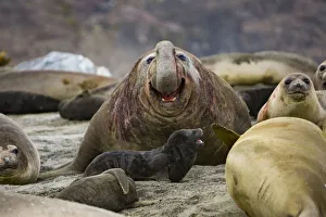 Bulls Prints: Southern elephant seal (Mirounga leonina) beach master / bull roaring amongst females