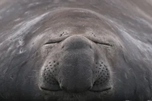 Expressions Prints: Southern elephant seal (Mirounga leonina) close up of sleeping individual, South Georgia