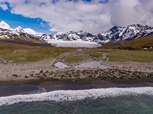 Southern elephant seal (Mirounga leonina) colony on beach with King penguin