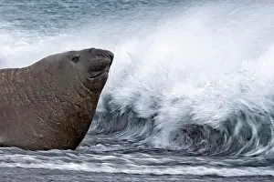 Wave Prints: Southern elephant seal (Mirounga leonina) entering the ocean