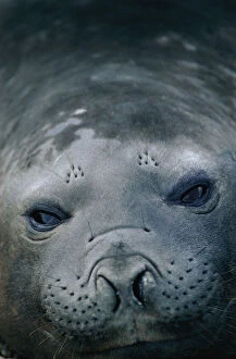 Southern elephant seal {Mirounga leonina} female portrait. Valdez, Argentina
