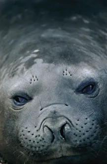 Southern elephant seal {Mirounga leonina} female portrait. Valdez, Argentina