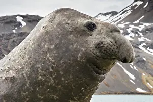 Phocidae Prints: Southern elephant seal (Mirounga leonina) head portrait, Grytviken, South Georgia