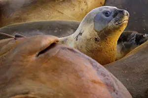 Phocidae Prints: Southern elephant seal (Mirounga leonina) juvenile