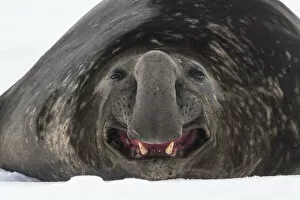 September 2021 Highlights Gallery: Southern elephant seal (Mirounga leonina) male, rests and yawns on the snow
