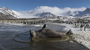 Mirounga Prints: Southern elephant seal (Mirounga leonina) male rests in a shallow lagoon