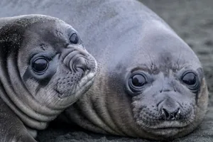 Southern elephant seal (Mirounga leonina) mother and cub, Gold Harbour, South Georgia Island