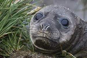 Phocidae Prints: Southern elephant seal (Mirounga leonina) pup, head portrait, Gold Harbour, South Georgia