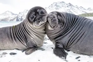 Play Fights Prints: Two Southern elephant seal (Mirounga leonina) pups play-fighting, Royal Bay, South Georgia