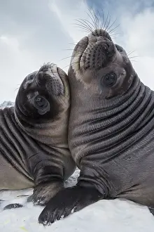 Play Fights Prints: Two Southern elephant seal (Mirounga leonina) pups play-fighting, Royal Bay, South Georgia