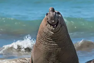Phocidae Prints: Southern elephant seal (Mirounga Leonina) smiling