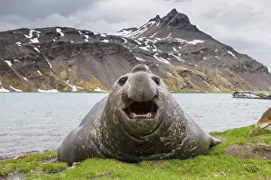 Phocidae Prints: Southern elephant seal (Mirounga leonina) vocalising on the shore with mountains behind