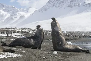 Mirounga Prints: Southern elephant seals (Mirounga leonina) male fighting for breeding rights