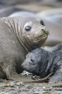 Southern Elephant Seals (Mirounga leonina) pup with mother. King Haakon Bay, South Georgia