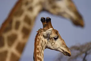 Southern Giraffe (Giraffa camelopardalis) two, with one in foreground, Zimanga Private Southern Giraffe (Giraffa camelopardalis) two, with one in foreground, Zimanga Private