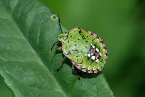 Alien Species Prints: Southern green shieldbug (Nezara viridula) 5th instar nymph, resting on a leaf, London, UK