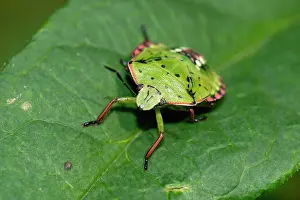 Alien Species Prints: Southern green shieldbug (Nezara viridula) 5th instar nymph, resting on a leaf, London, UK