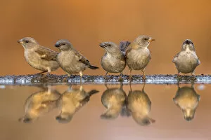 Southern greyheaded sparrows (Passer diffusus) reflected in waterhole, Zimanga private