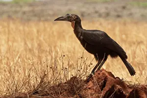 Bucerotiformes Prints: Southern ground hornbill (Bucorvus leadbeateri) juvenile