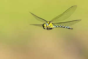 Aeshnidae Collection: Southern hawker (Aeshna cyanea) dragonfly in flight, Broxwater, Cornwall, UK. August