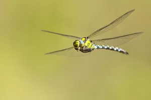 Aeshna Cyanea Gallery: Southern hawker (Aeshna cyanea) dragonfly in flight, Broxwater, Cornwall, UK. July