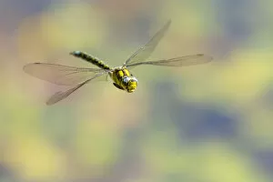 Aeshna Cyanea Gallery: Southern hawker (Aeshna cyanea) dragonfly in flight, Broxwater, Cornwall, UK. August