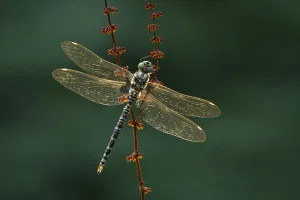 Aeshnidae Collection: Southern hawker (Aeshna cyanea) resting, Somerset Levels, England, UK, August