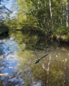 Aeshnidae Collection: Southern hawker dragonfly (Aeshna cyanea) flying in habitat, Joutsa, Central Finland, August