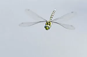 Aeshna Cyanea Gallery: Southern hawker dragonfly (Aeshna cyanea) in flight, Arne RSPB reserve, Dorset, England, UK, August