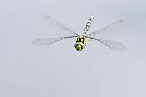 Images Dated 21st August 2011: Southern hawker dragonfly (Aeshna cyanea) in flight, Arne RSPB reserve, Dorset, England, UK, August