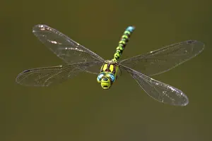 Damselfly Prints: Southern hawker dragonfly (Aeshna cyanea) in flight