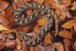 Animal Markings Prints: Southern hognose snake (Heterodon simus) resting among dried leaves