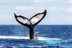 Southern humpback whale (Megaptera novaeangliae australis), fluke of male as he dives
