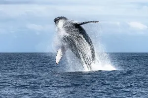 Surface Prints: Southern humpback whale (Megaptera novaeangliae australis) breaching