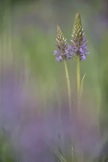 Key Flower Prints: Southern marsh-orchid (Dactylorhiza praetermissa) Groot Schietveld, Wuustwezel, Belgium