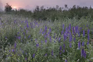 Southern marsh-orchid (Dactylorhiza praetermissa) at sunrise, Groot Schietveld