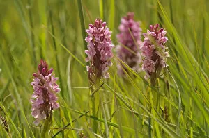 Images Dated 9th June 2011: Southern-marsh orchids (Dactylorhiza praetermissa) Wicken Fen, Cambridgeshire, UK, June