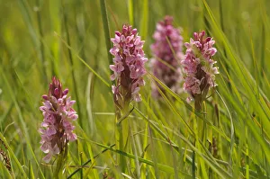 Images Dated 9th June 2011: Southern-marsh orchids (Dactylorhiza praetermissa) Wicken Fen, Cambridgeshire, UK, June