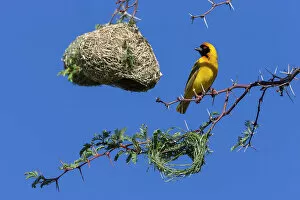 Southern masked weaver (Ploceus velatus) building nest hanging from tree branch, Kgalagadi Transfrontier Park
