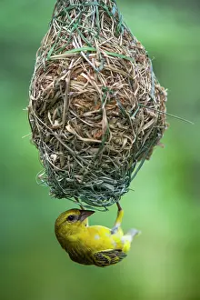 Marakele Np Prints: Southern masked weaver (Ploceus velatus) female